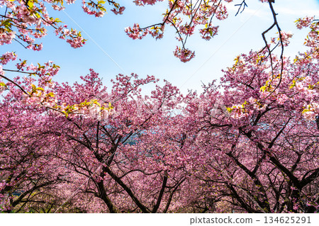 [Kanagawa Prefecture] Vivid Kawazu cherry blossoms bloom on Mount Matsuda 134625291