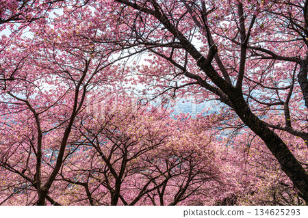 [Kanagawa Prefecture] Vivid Kawazu cherry blossoms bloom on Mount Matsuda 134625293