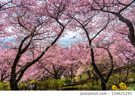 [Kanagawa Prefecture] Vivid Kawazu cherry blossoms bloom on Mount Matsuda 134625295