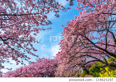 【神奈川縣】松田山上，絢麗的河津櫻花盛開。 134625297