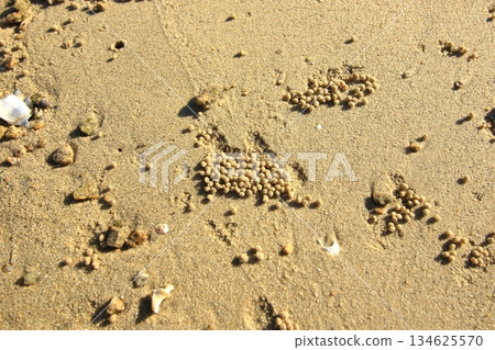 Sand balls made by crabs Sand balls made by crabs 134625570