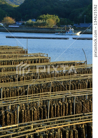 A lot of scallop shells for oyster farming A lot of scallop shells for oyster farming 134625592