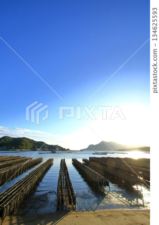 Oysters growing in the calm waters of Etajima (Hiroshima Prefecture) 134625593