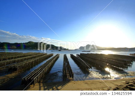 生長在江田島(廣島縣)平靜水域的牡蠣 生長在江田島(廣島縣)平靜水域的牡蠣 134625594