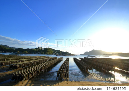 Oysters growing in the calm waters of Etajima (Hiroshima Prefecture) 134625595