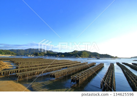 Oysters growing in the calm waters of Etajima (Hiroshima Prefecture) Oysters growing in the calm waters of Etajima (Hiroshima Prefecture) 134625596
