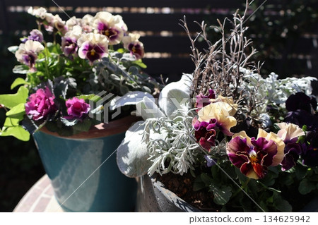 Two-tone frill pansy planting and pot Two-tone frill pansy planting and pot 134625942