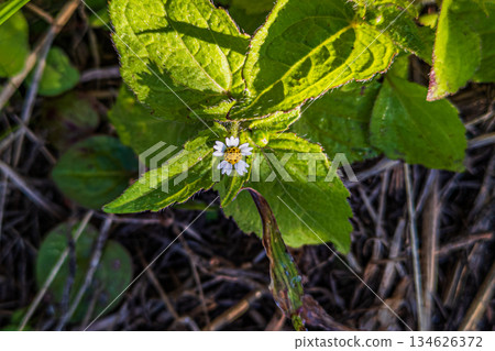 The quietly blooming white flowers of the daisy The quietly blooming white flowers of the daisy 134626372