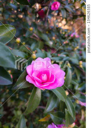 山茶花的粉紅色花朵 134626385