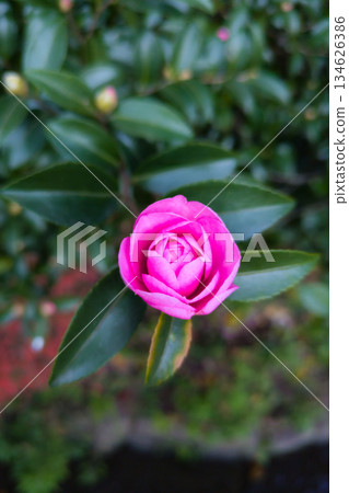 Pink flowers of maidenhair camellia Pink flowers of maidenhair camellia 134626386