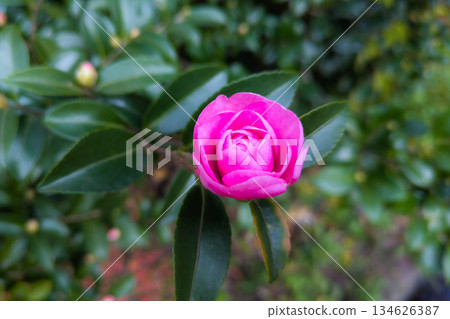 Pink flowers of maidenhair camellia Pink flowers of maidenhair camellia 134626387