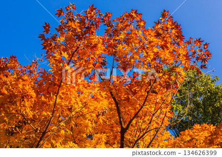 Beautiful autumn maple leaves against the blue sky Beautiful autumn maple leaves against the blue sky 134626399