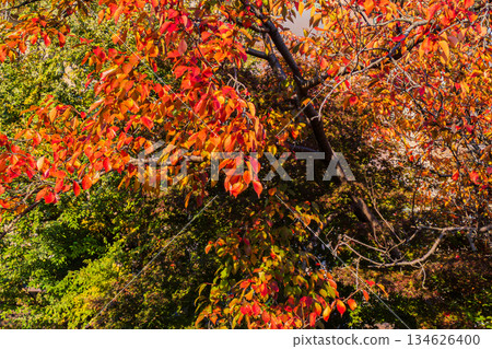 Vivid autumn leaves of cherry blossoms Vivid autumn leaves of cherry blossoms 134626400