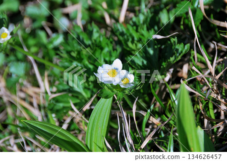 [Japanese Alpine Plants] Northern Alps - Hakusan Ichika (Hakusan Ichika, Hakusan Ichika) 134626457