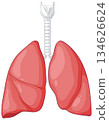 Human Lungs and Trachea Vector Medical Illustration 134626624