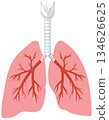 Human Lungs and Trachea Anatomical Vector Illustration 134626625