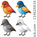 Colorful Cartoon Birds Set in Vector Illustration 134626634