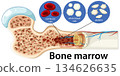 Human Bone Marrow Structure and Blood Cell Production Diagram 134626635