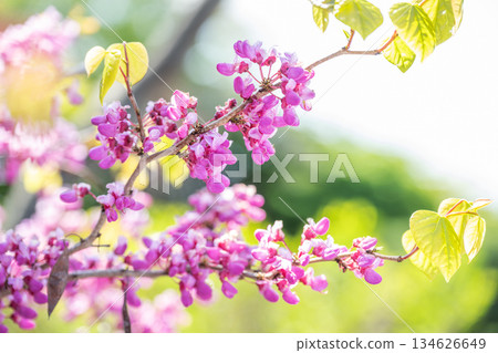 Chinese Redbud, Hiraoka Arboriculture Center, Sapporo Chinese Redbud, Hiraoka Arboriculture Center, Sapporo 134626649