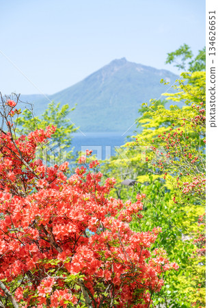 杜鵑花、惠庭山、支笏湖、千歲市 134626651