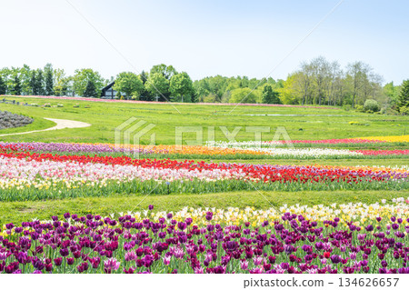 鬱金香瀧野鈴蘭丘陵公園札幌 鬱金香瀧野鈴蘭丘陵公園札幌 134626657