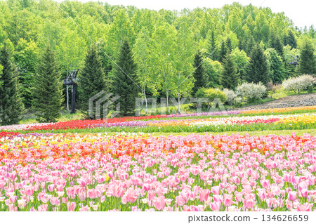 Tulip Takino Suzuran Hillside Park Sapporo Tulip Takino Suzuran Hillside Park Sapporo 134626659
