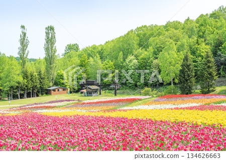 鬱金香瀧野鈴蘭丘陵公園札幌 134626663