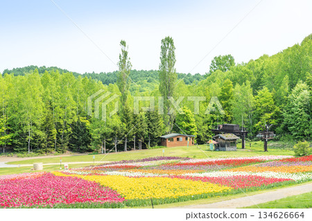 鬱金香瀧野鈴蘭丘陵公園札幌 134626664