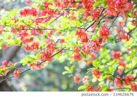 Japanese quince flowers, Tenjinyama Green Space, Sapporo 134626676