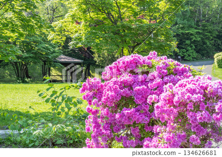 Azaleas, Tenjinyama Green Space, Sapporo 134626681