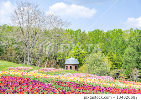 Tulip Takino Suzuran Hillside Park Sapporo 134626682
