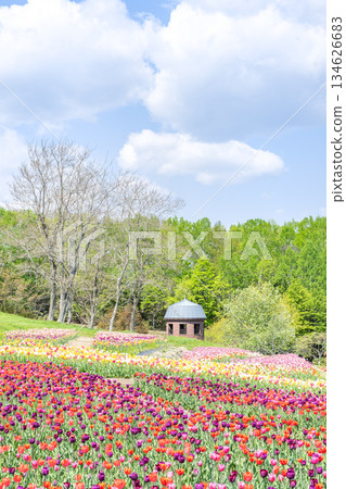 鬱金香瀧野鈴蘭丘陵公園札幌 鬱金香瀧野鈴蘭丘陵公園札幌 134626683