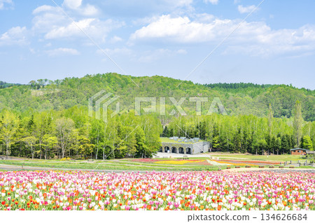 Tulip Takino Suzuran Hillside Park Sapporo Tulip Takino Suzuran Hillside Park Sapporo 134626684