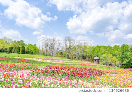 Tulip Takino Suzuran Hillside Park Sapporo Tulip Takino Suzuran Hillside Park Sapporo 134626686
