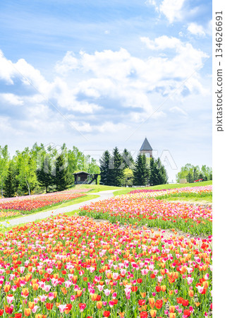 Tulip Takino Suzuran Hillside Park Sapporo 134626691