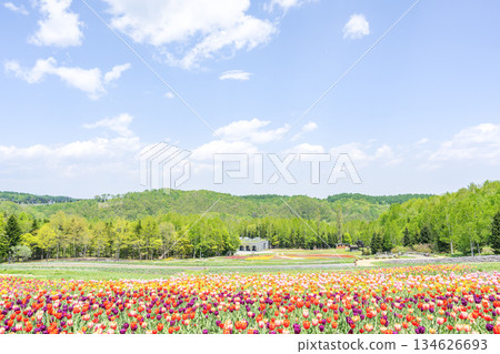 Tulip Takino Suzuran Hillside Park Sapporo Tulip Takino Suzuran Hillside Park Sapporo 134626693