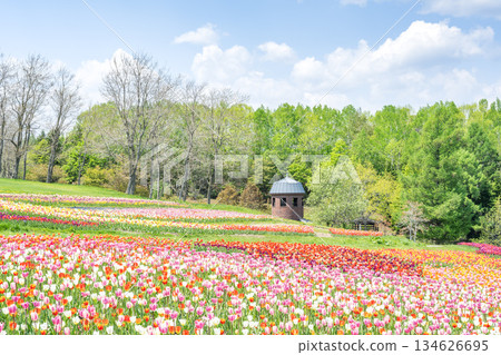 Tulip Takino Suzuran Hillside Park Sapporo 134626695