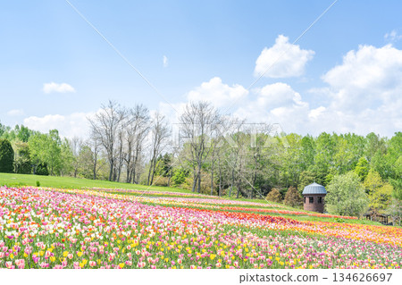 鬱金香瀧野鈴蘭丘陵公園札幌 鬱金香瀧野鈴蘭丘陵公園札幌 134626697