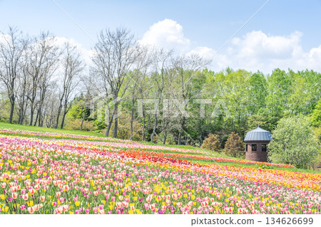 Tulip Takino Suzuran Hillside Park Sapporo 134626699