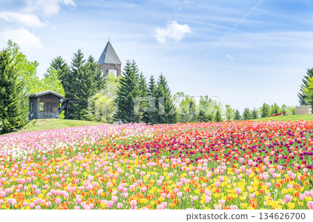 Tulip Takino Suzuran Hillside Park Sapporo Tulip Takino Suzuran Hillside Park Sapporo 134626700