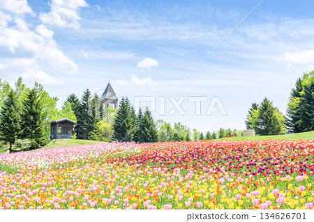 Tulip Takino Suzuran Hillside Park Sapporo 134626701