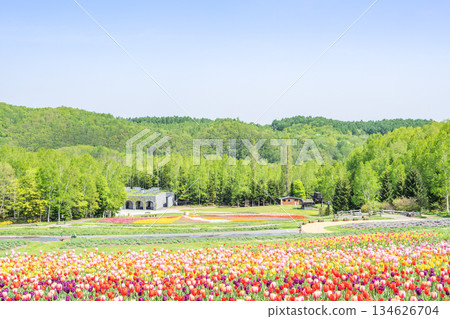 Tulip Takino Suzuran Hillside Park Sapporo Tulip Takino Suzuran Hillside Park Sapporo 134626704