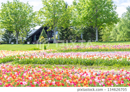 Tulip Takino Suzuran Hillside Park Sapporo 134626705