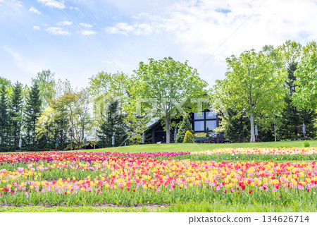 Tulip Takino Suzuran Hillside Park Sapporo Tulip Takino Suzuran Hillside Park Sapporo 134626714