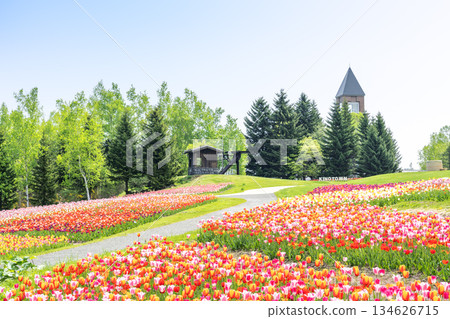 Tulip Takino Suzuran Hillside Park Sapporo Tulip Takino Suzuran Hillside Park Sapporo 134626715