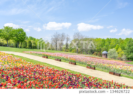 Tulip Takino Suzuran Hillside Park Sapporo 134626722