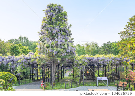 Tenjin Wisteria, Tenjinyama Green Space, Sapporo 134626739