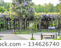 Tenjin Wisteria, Tenjinyama Green Space, Sapporo 134626740