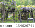 Tenjin Wisteria, Tenjinyama Green Space, Sapporo 134626741