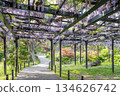 Tenjin Wisteria, Tenjinyama Green Space, Sapporo 134626742